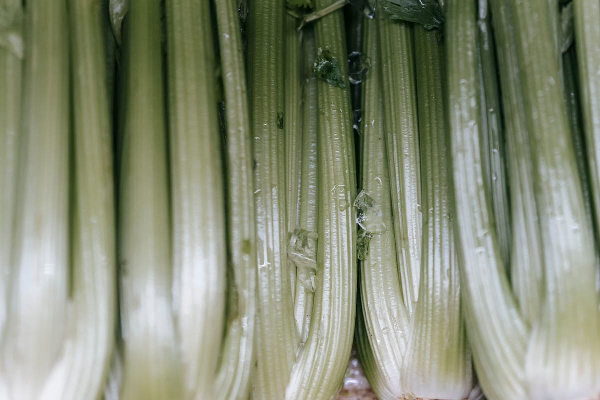 Fresh celery stalks in bright daylight