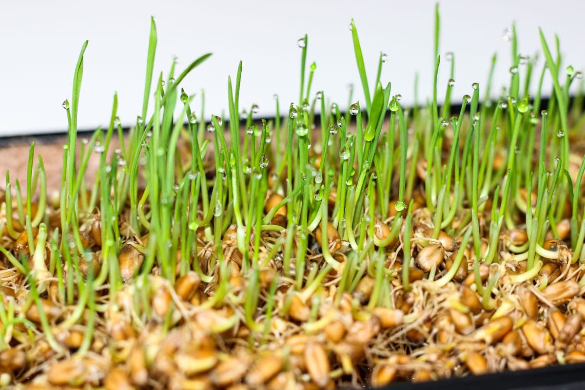 A tray of wheatgrass shoots